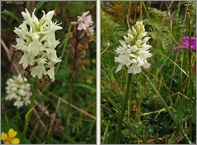 O'Kelly's Spotted-orchid, Dactylorhiza fuchsii subsp okellyi