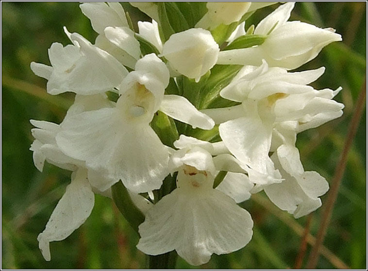 O'Kelly's Spotted-orchid, Dactylorhiza fuchsii subsp okellyi