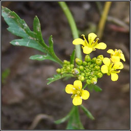 Creeping Yellow-cress, Rorippa sylvestris, Biolar bu reatha