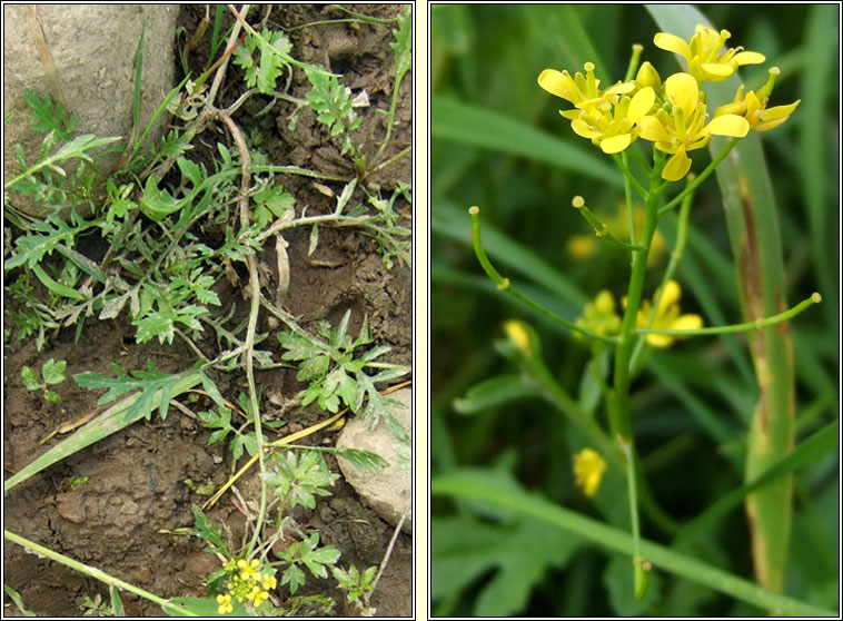 Creeping Yellow-cress, Rorippa sylvestris, Biolar bu reatha