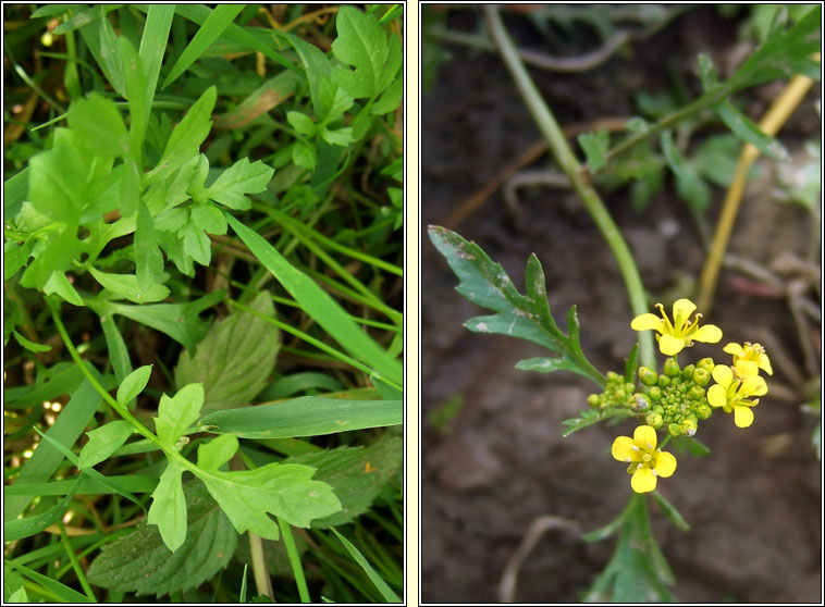 Creeping Yellow-cress, Rorippa sylvestris, Biolar bu reatha