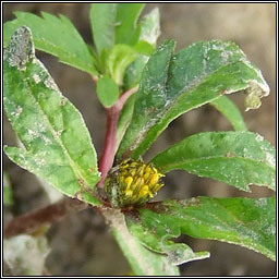 Trifid Bur-marigold, Bidens tripartita, Scothg leathan