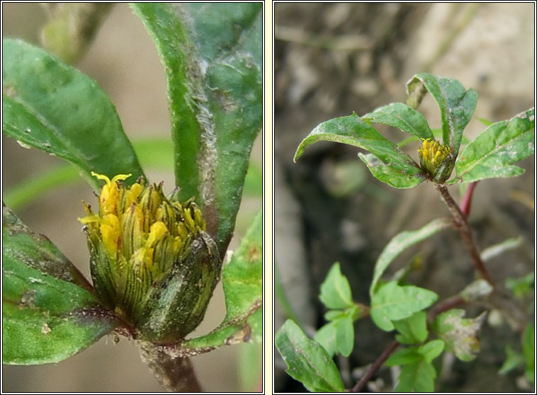 Trifid Bur-marigold, Bidens tripartita, Scothg leathan