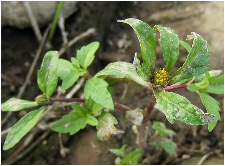 Trifid Bur-marigold, Bidens tripartita, Scothg leathan