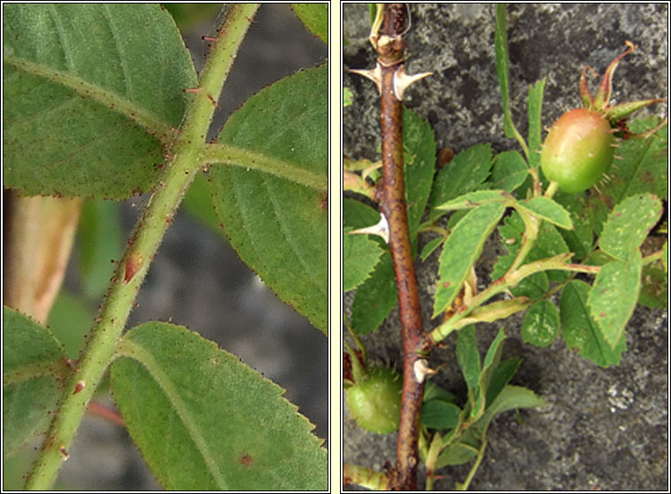 Soft Downy-rose, Rosa mollis, Rs bog