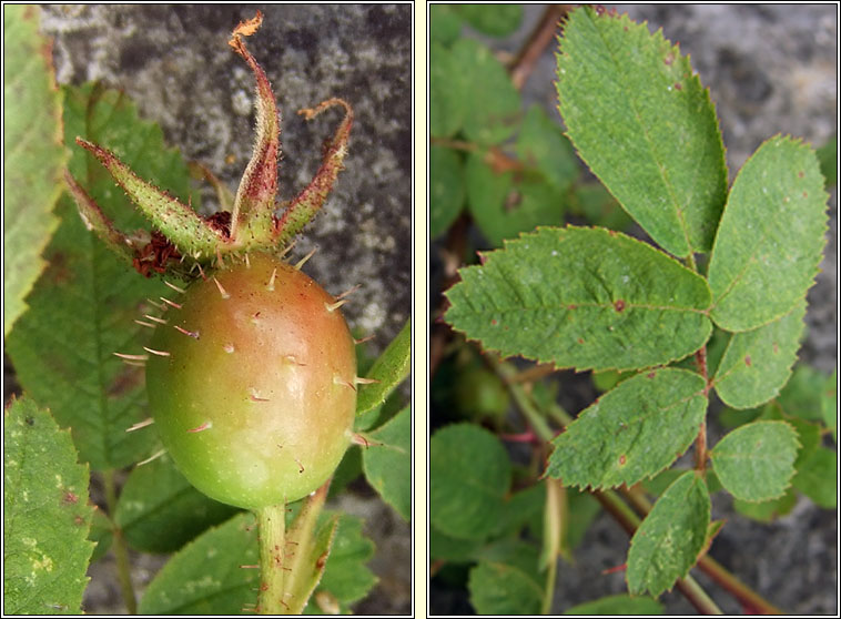 Soft Downy-rose, Rosa mollis, Rs bog