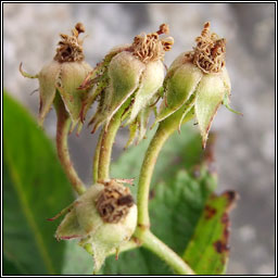 Many-flowered Rose, Rosa multiflora