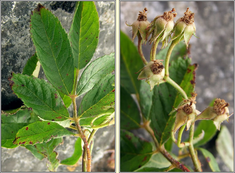 Many-flowered Rose, Rosa multiflora