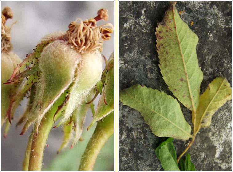 Many-flowered Rose, Rosa multiflora