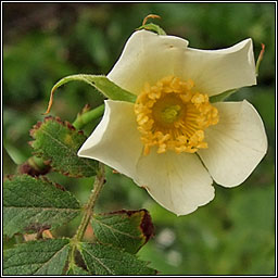 Small-leaved Sweet-briar, Rosa agrestis, Dris chumhra gheal