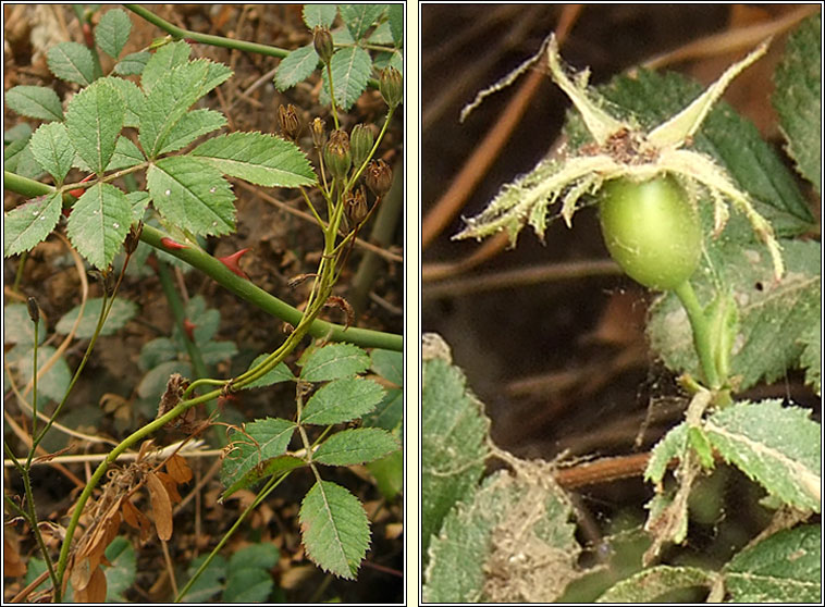 Small-leaved Sweet-briar, Rosa agrestis, Dris chumhra gheal