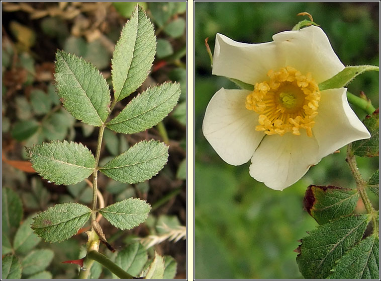 Small-leaved Sweet-briar, Rosa agrestis, Dris chumhra gheal