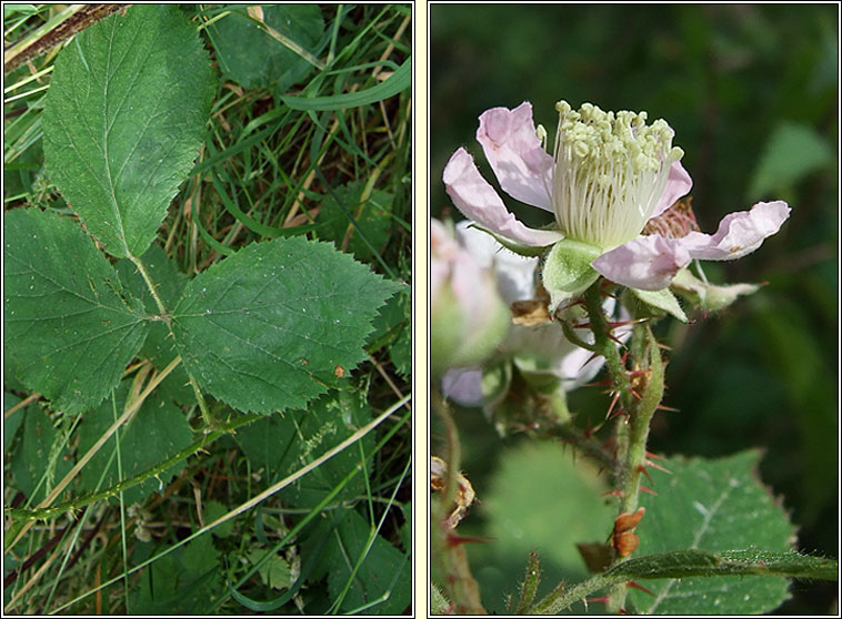 Rubus sprengelii