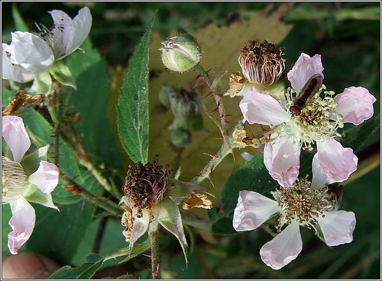 Rubus sprengelii