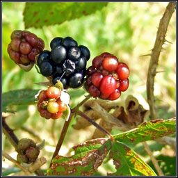 Rubus dentatifolius