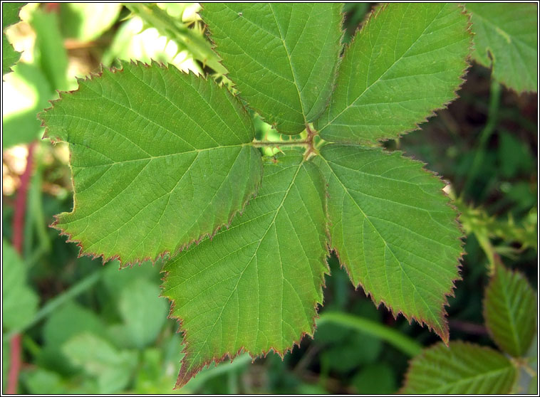 Rubus dentatifolius