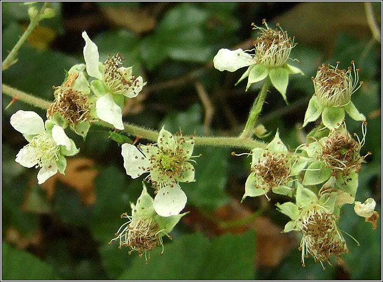 Rubus flexuosus