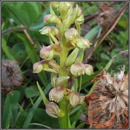 Frog Orchid, Dactylorhiza viridis, Magairln an loscin