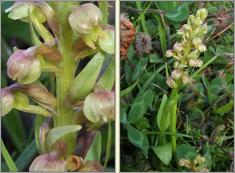 Frog Orchid, Dactylorhiza viridis, Magairln an loscin