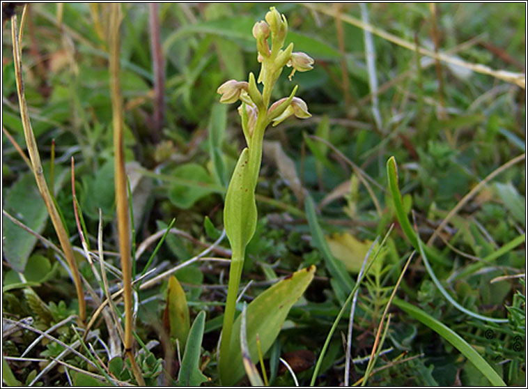 Frog Orchid, Dactylorhiza viridis, Magairln an loscin