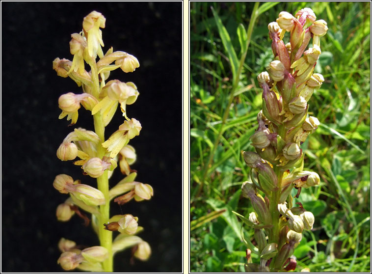 Frog Orchid, Dactylorhiza viridis, Magairln an loscin