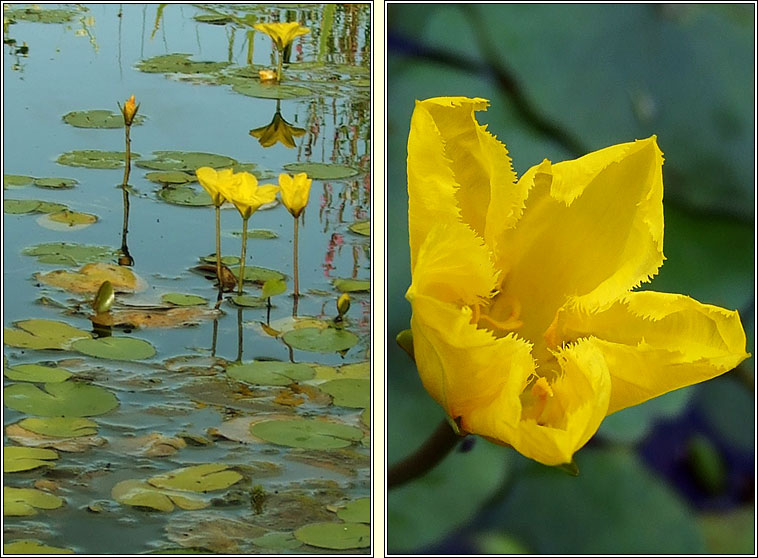 Fringed Water-lily, Nymphoides peltata, Scithn uisce