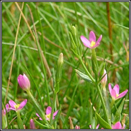 Lesser Centaury, Centaurium pulchellum, Drimire beag