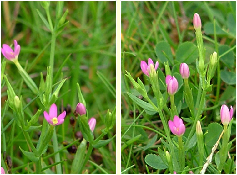 Lesser Centaury, Centaurium pulchellum, Drimire beag