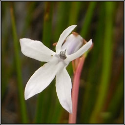 Water Lobelia, Lobelia dortmanna, Plr an lochin