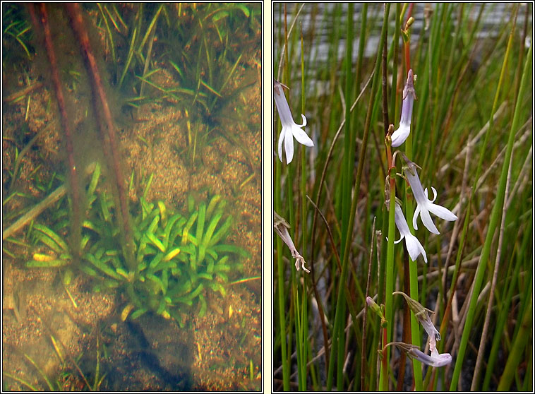 Water Lobelia, Lobelia dortmanna, Plr an lochin