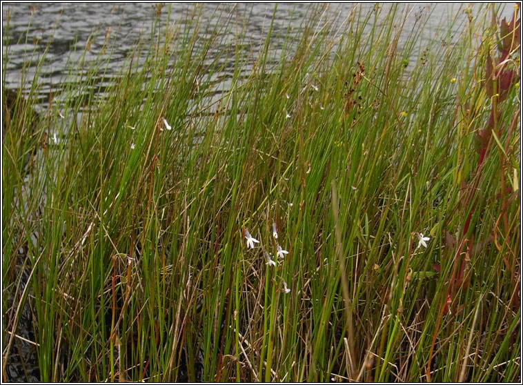 Water Lobelia, Lobelia dortmanna, Plr an lochin