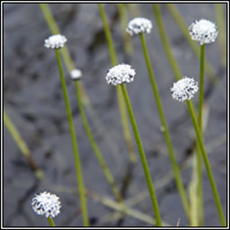 Pipewort, Eriocaulon aquaticum, Pbn uisce