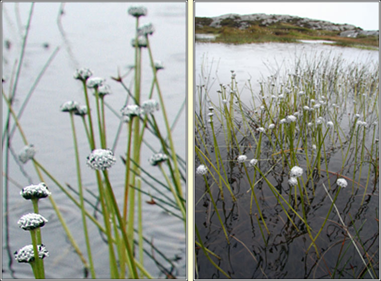 Pipewort, Eriocaulon aquaticum, Pbn uisce