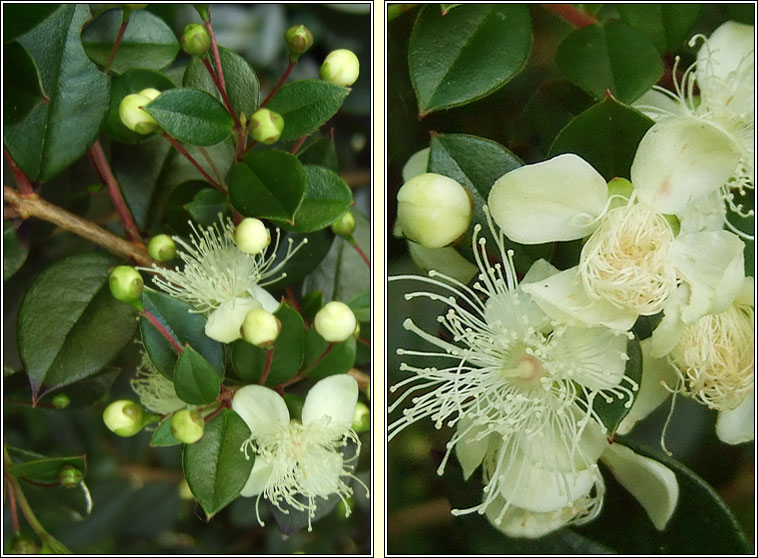 Chilean Myrtle, Luma apiculata