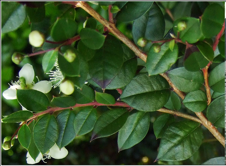 Chilean Myrtle, Luma apiculata