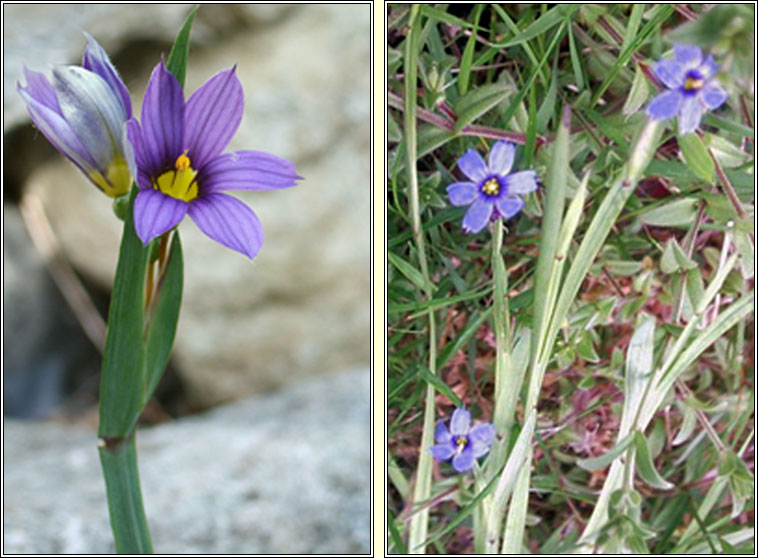 American Blue-eyed Grass, Sisyrinchium montanum