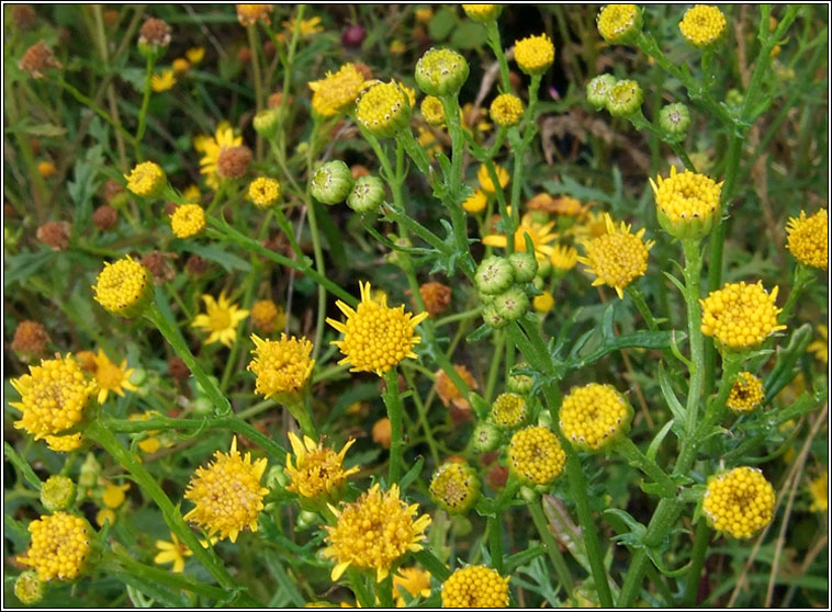 Common Ragwort, rayless variety, Jacobaea vulgaris subsp. vulgaris var. nudus