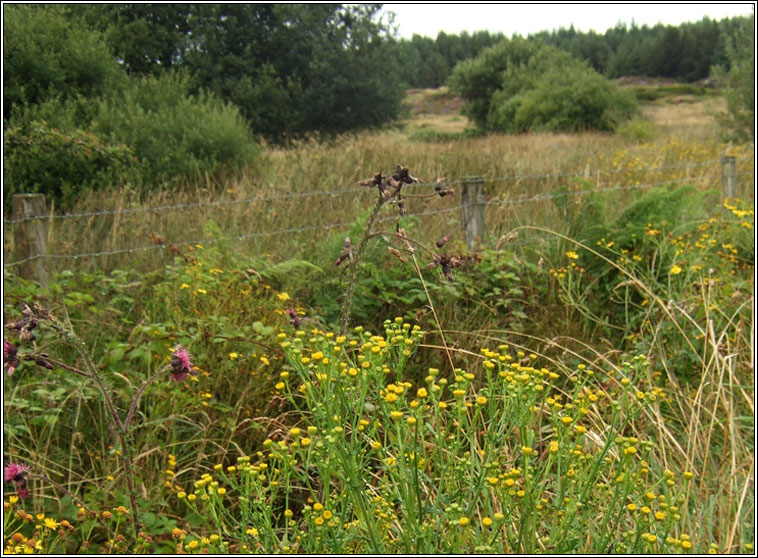 Common Ragwort, rayless variety, Jacobaea vulgaris subsp. vulgaris var. nudus