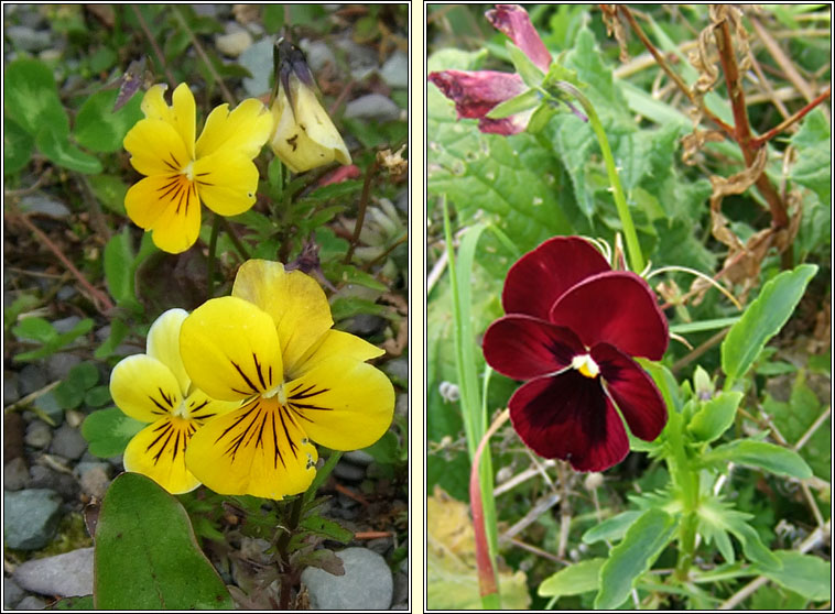 Garden Pansy, Viola x wittrockiana