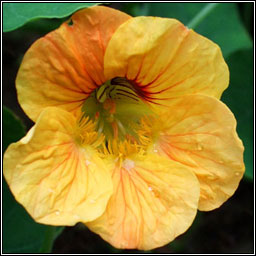 Nasturtium, Tropaeolum majus