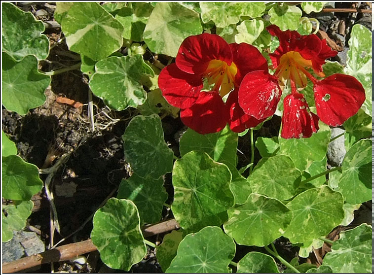 Nasturtium, Tropaeolum majus