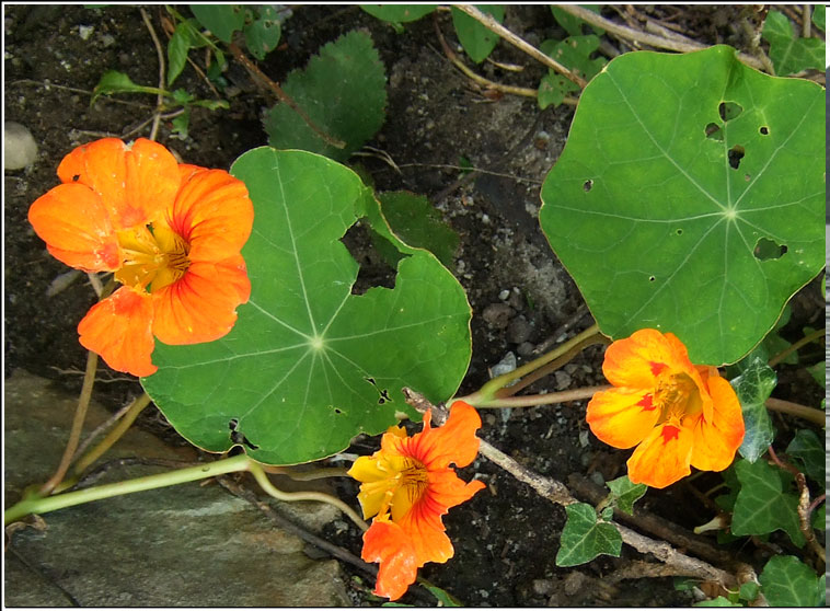 Nasturtium, Tropaeolum majus