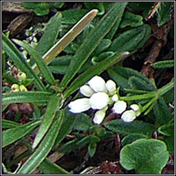 Northern Bedstraw, Galium boreale, R crua