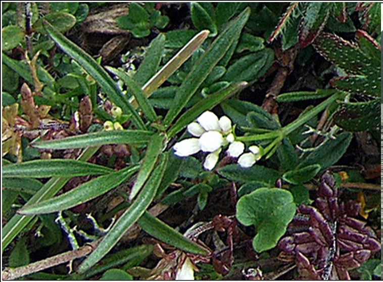 Northern Bedstraw, Galium boreale, R crua