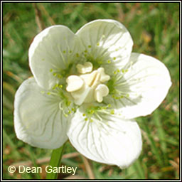 Grass of Parnassus, Parnassia palustris, Fionnscoth