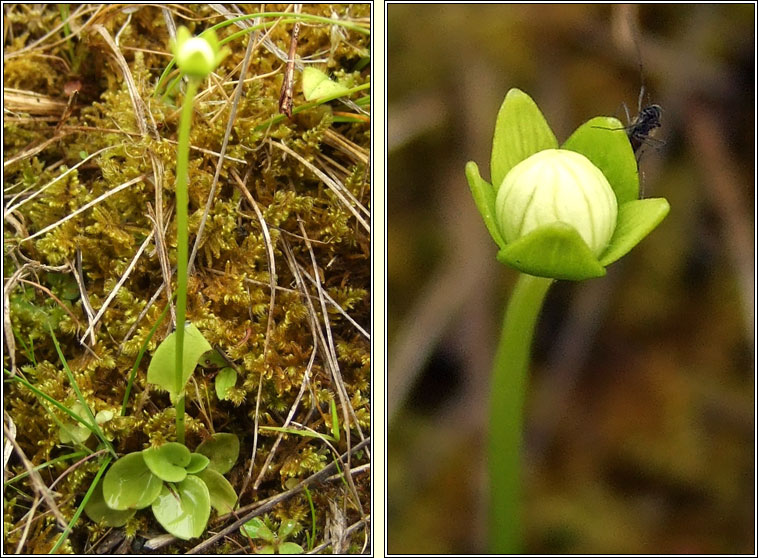 Grass of Parnassus, Parnassia palustris, Fionnscoth