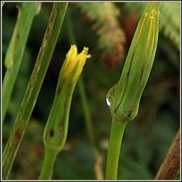 Goat's-beard, Tragopogon pratensis, Finid na muc