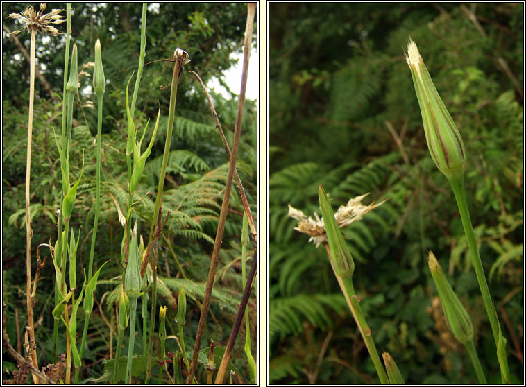 Goat's-beard, Tragopogon pratensis, Finid na muc