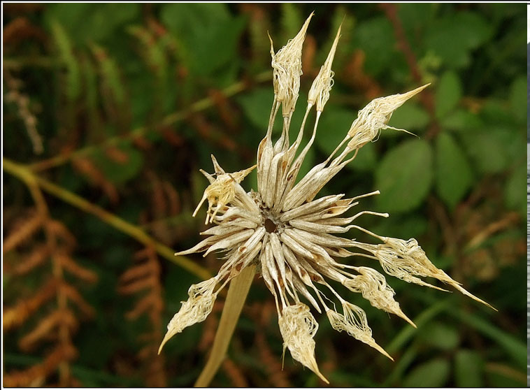 Goat's-beard, Tragopogon pratensis, Finid na muc