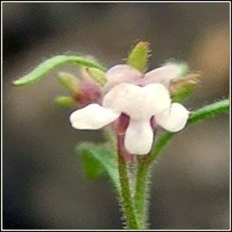 Small Toadfax, Chaenorhinum minus, Buaflon minus